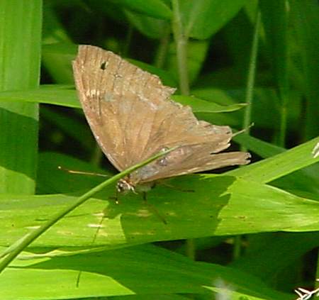 虫の世界 Insect World 茶色い蝶 蛾